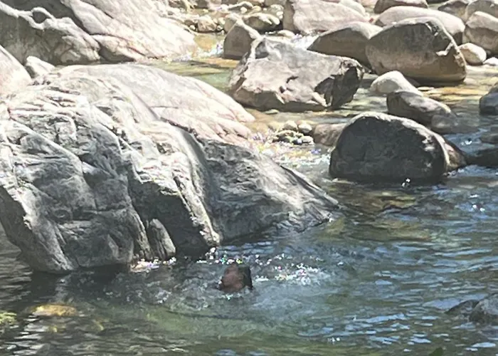 Arborea C4 Apartmán *